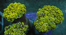 Mehke korale, LPS, SPS korale - akvarij  47 