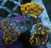 Mehke korale, LPS, SPS korale - akvarij  48 