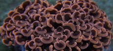 Mehke korale, LPS, SPS korale - akvarij  4 