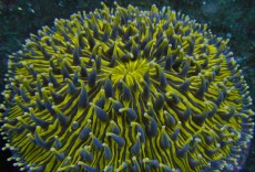 Mehke korale, LPS, SPS korale - akvarij  50 