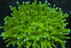 Mehke korale, LPS, SPS korale - akvarij  51 