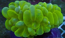 Mehke korale, LPS, SPS korale - akvarij  53 