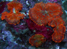 Mehke korale, LPS, SPS korale - akvarij  54 
