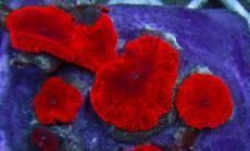 Mehke korale, LPS, SPS korale - akvarij  55 