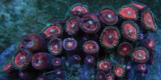 Mehke korale, LPS, SPS korale - akvarij  56 