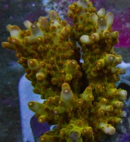 Mehke korale, LPS, SPS korale - akvarij  57 