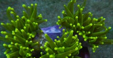 Mehke korale, LPS, SPS korale - akvarij  5 