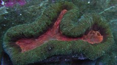 Mehke korale, LPS, SPS korale - akvarij  60 