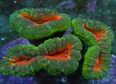 Mehke korale, LPS, SPS korale - akvarij  62 