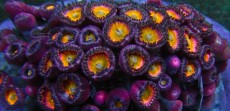 Mehke korale, LPS, SPS korale - akvarij  64 