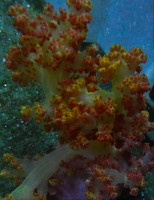 Mehke korale, LPS, SPS korale - akvarij  65 