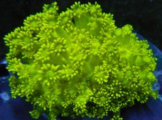 Mehke korale, LPS, SPS korale - akvarij  67 