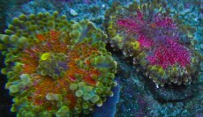 Mehke korale, LPS, SPS korale - akvarij  68 