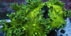 Mehke korale, LPS, SPS korale - akvarij  69 