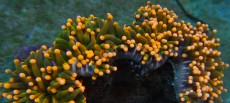 Mehke korale, LPS, SPS korale - akvarij  6 