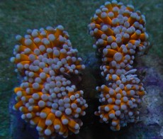 Mehke korale, LPS, SPS korale - akvarij  7 
