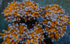 Mehke korale, LPS, SPS korale - akvarij  8 