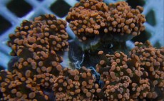 Mehke korale, LPS, SPS korale - akvarij  9 