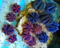 Morski ježki