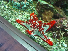 Morske zvezde MORSKA ZVEZDA American Pie Star Fish Red - Protorea Sp 