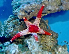 Morske zvezde MORSKA ZVEZDA Fromia monilis - red