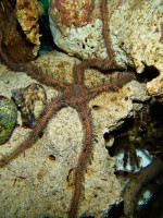 Morske zvezde MORSKA ZVEZDA Ophiocoma nereidina