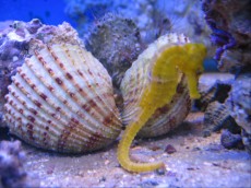 Morski konjicki MORSKI KONJICEK Hippocampus reidi