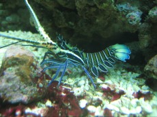 Raki, Jastogi, Kozice jastog blue lobster - panulirus versicolor