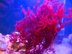 Caulerpa in razlicna trava MORSKA ALGA Caulerpa red