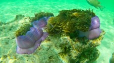 MALEZIJA, TAJSKA - morski organizmi anemone Tajska
