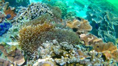 MALEZIJA, TAJSKA - morski organizmi coralreef Thailand