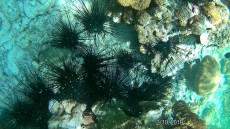 MALEZIJA, TAJSKA - morski organizmi danger Ko Lipe