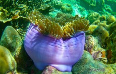 MALEZIJA, TAJSKA - morski organizmi danger gif