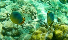 MALEZIJA, TAJSKA - morski organizmi fish Ko Lipe