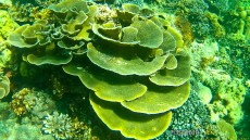 MALEZIJA, TAJSKA - morski organizmi gopro Ko Lipe