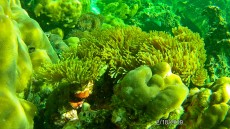 MALEZIJA, TAJSKA - morski organizmi nice diving