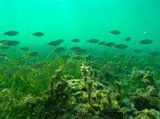 JADRAN - morski organizmi Jata rib Jadran