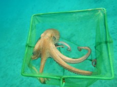 JADRAN - morski organizmi Octopus vulgaris - hobotnica v mrezi