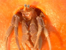 JADRAN - morski organizmi Suberites domuncula - rak in spuzva - narancasta plutaca