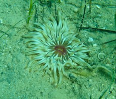 JADRAN - morski organizmi anemona