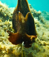 JADRAN - morski organizmi cudo iz Jadrana