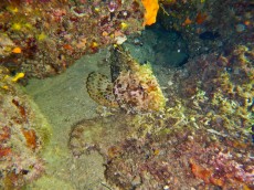 JADRAN - morski organizmi deep dive