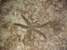 JADRAN - morski organizmi dviving school