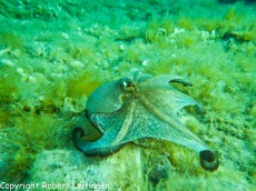 JADRAN - morski organizmi hobotnica na prezi