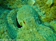 JADRAN - morski organizmi hobotnica v skrivaliscu