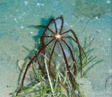 JADRAN - morski organizmi morska lilija