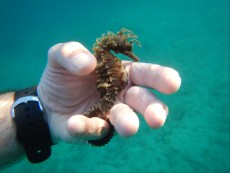JADRAN - morski organizmi morski konjicek otok Ugljan