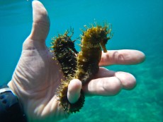 JADRAN - morski organizmi morski konjicki Jadransko morje