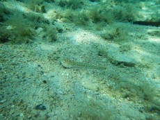 JADRAN - morski organizmi morski pajek - strupena riba