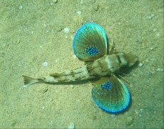JADRAN - morski organizmi morski petelin